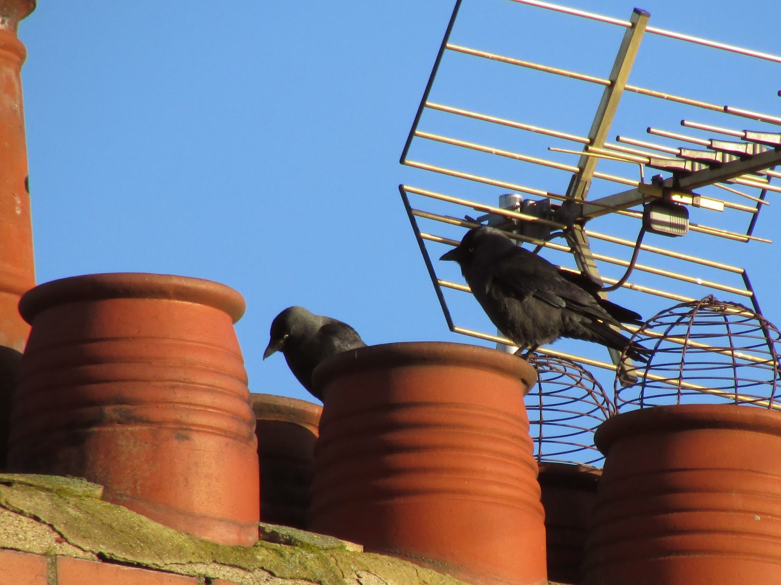 5ac7cd052e040abb88e81044_Bird-nest-in-chimney Birds in Chimney