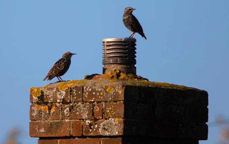 Birds-in-Chimney-Featured-Image Birds in Chimney